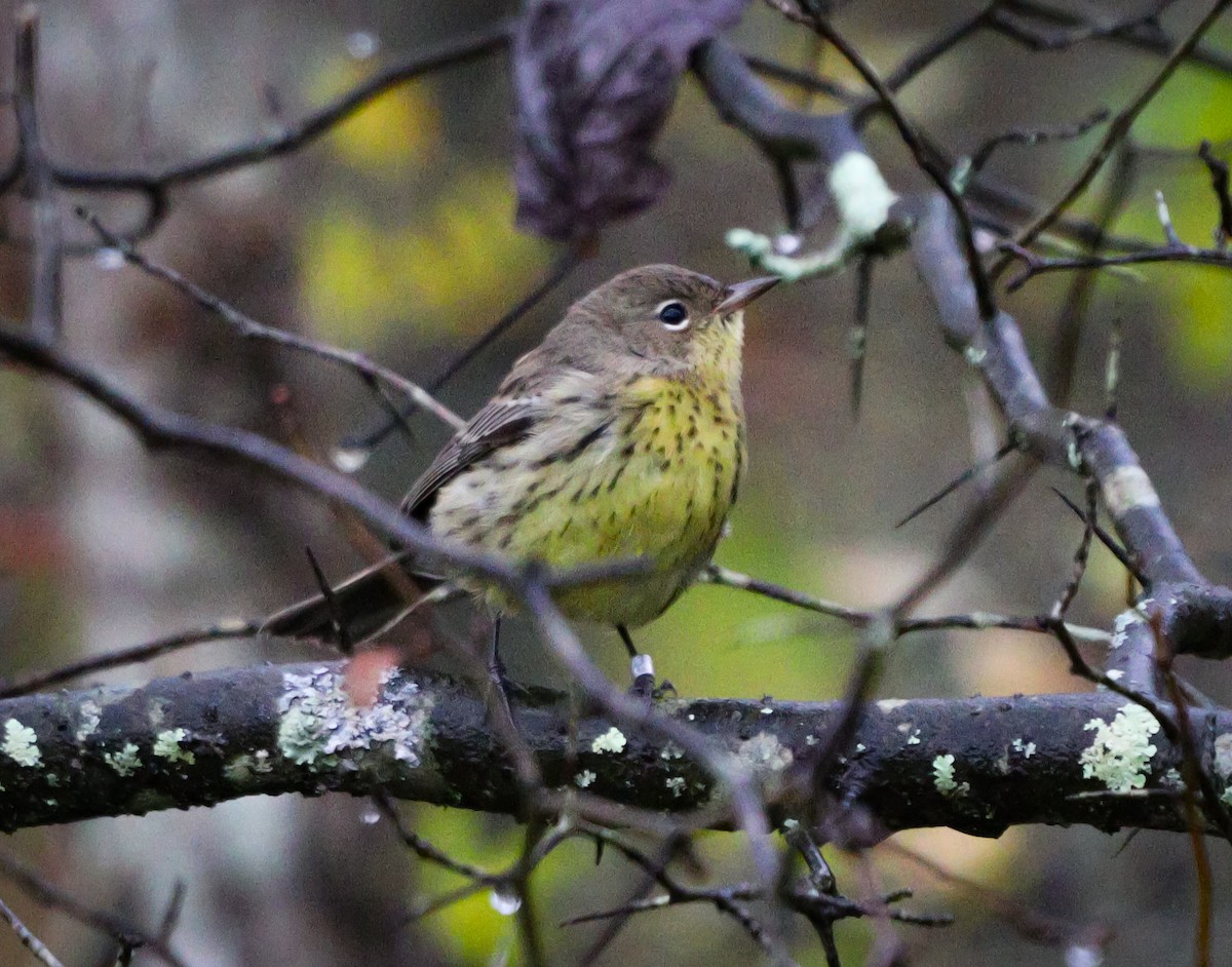 Kirtland's Warbler - ML624376629