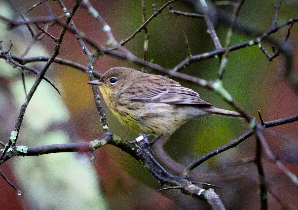 Kirtland's Warbler - ML624376630