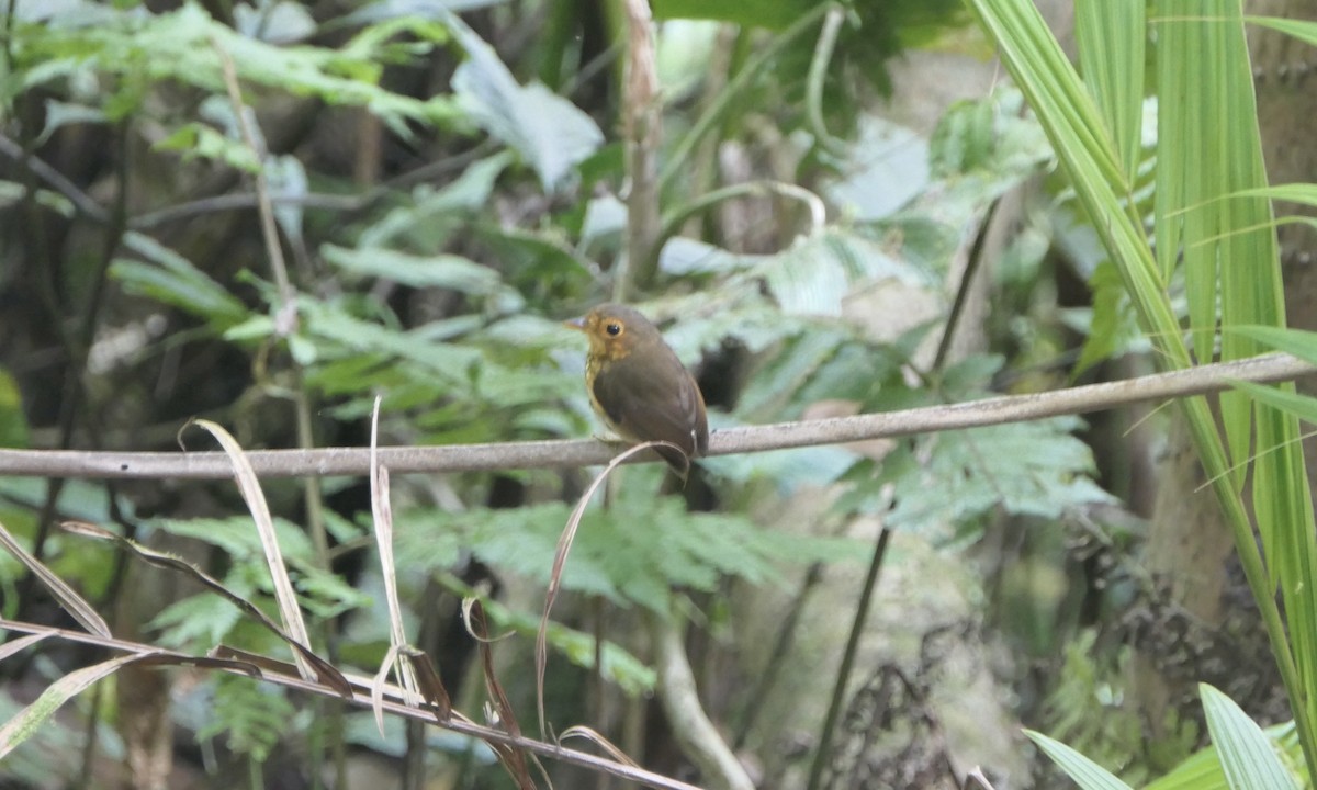 Ochre-breasted Antpitta - Don Hall