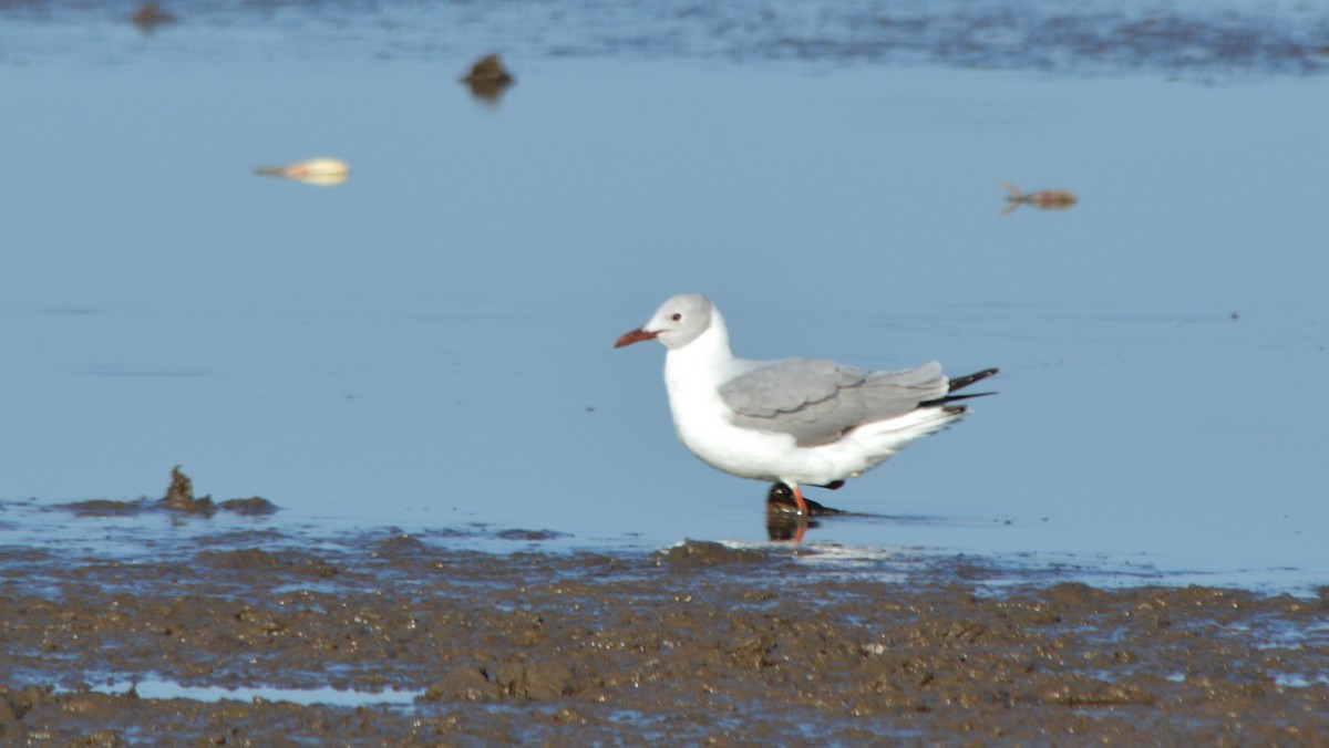 Gabbiano testagrigia - ML624376664