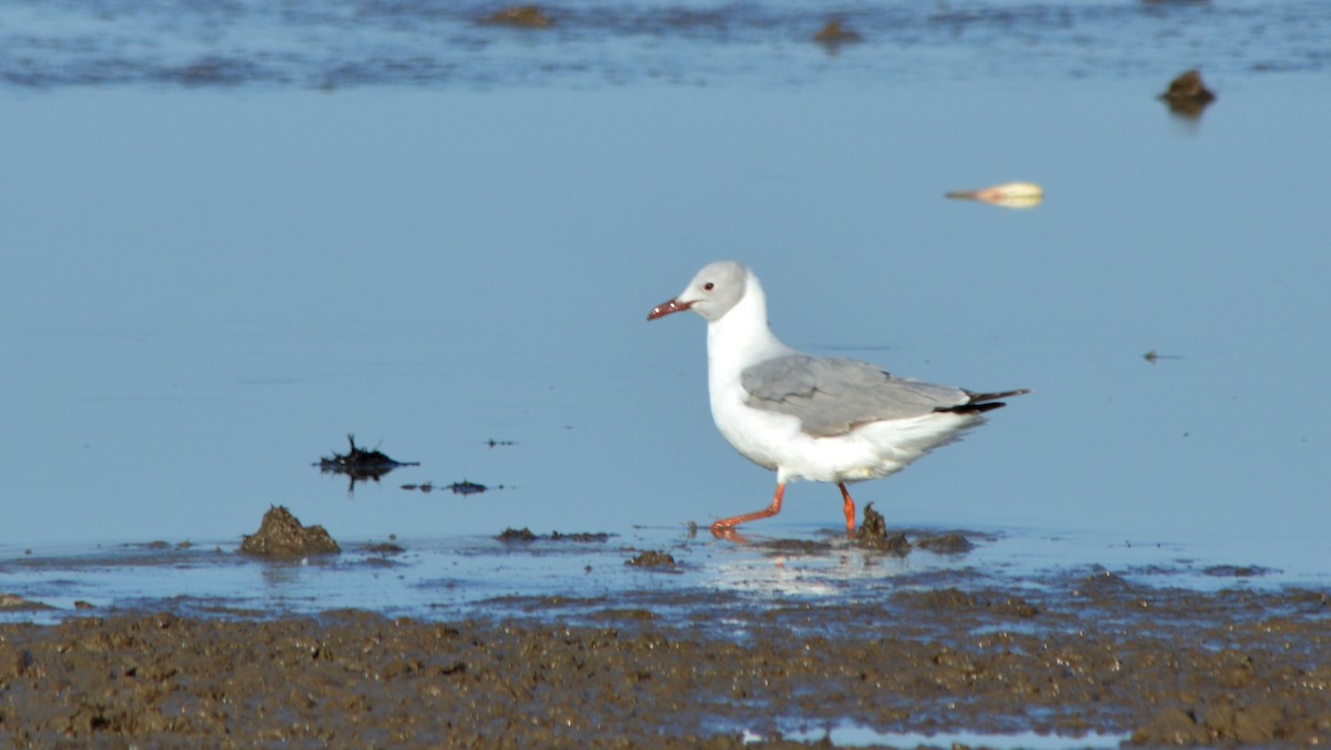 Gabbiano testagrigia - ML624376665