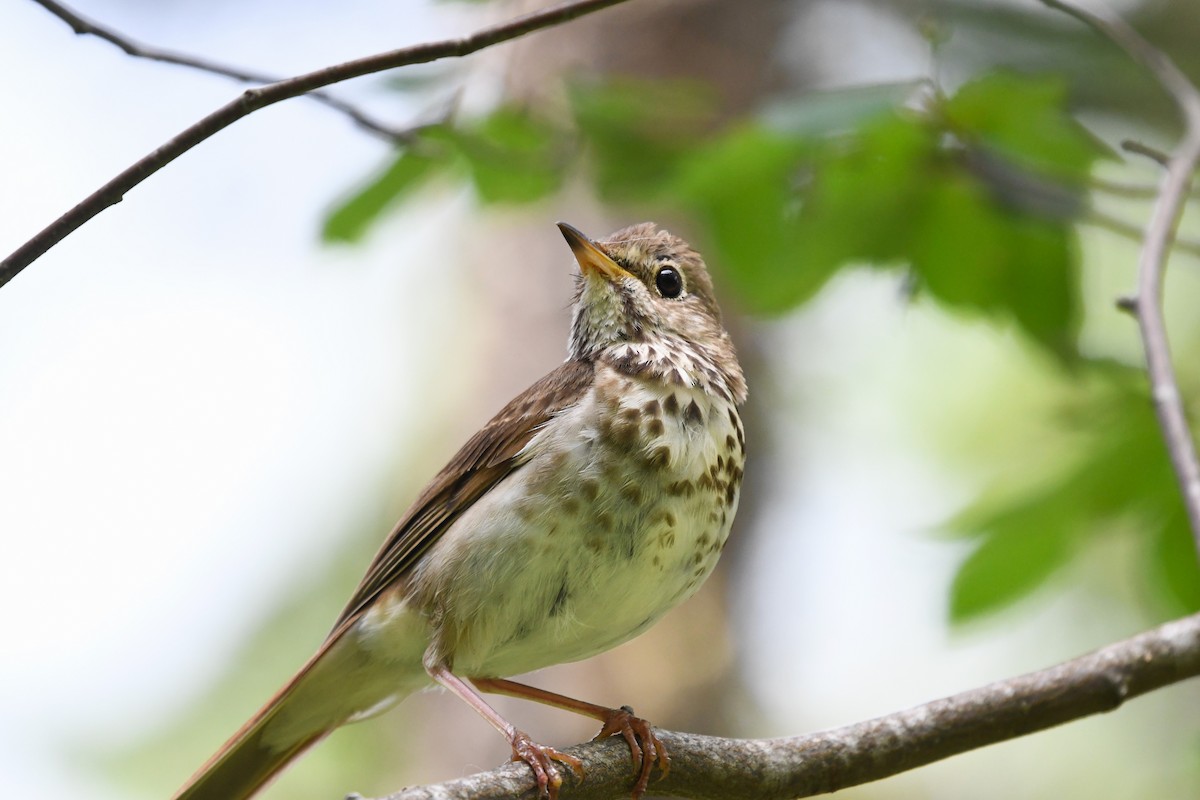 Hermit Thrush (faxoni/crymophilus) - Tim Swain