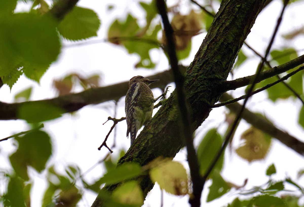 Yellow-bellied Sapsucker - ML624376804