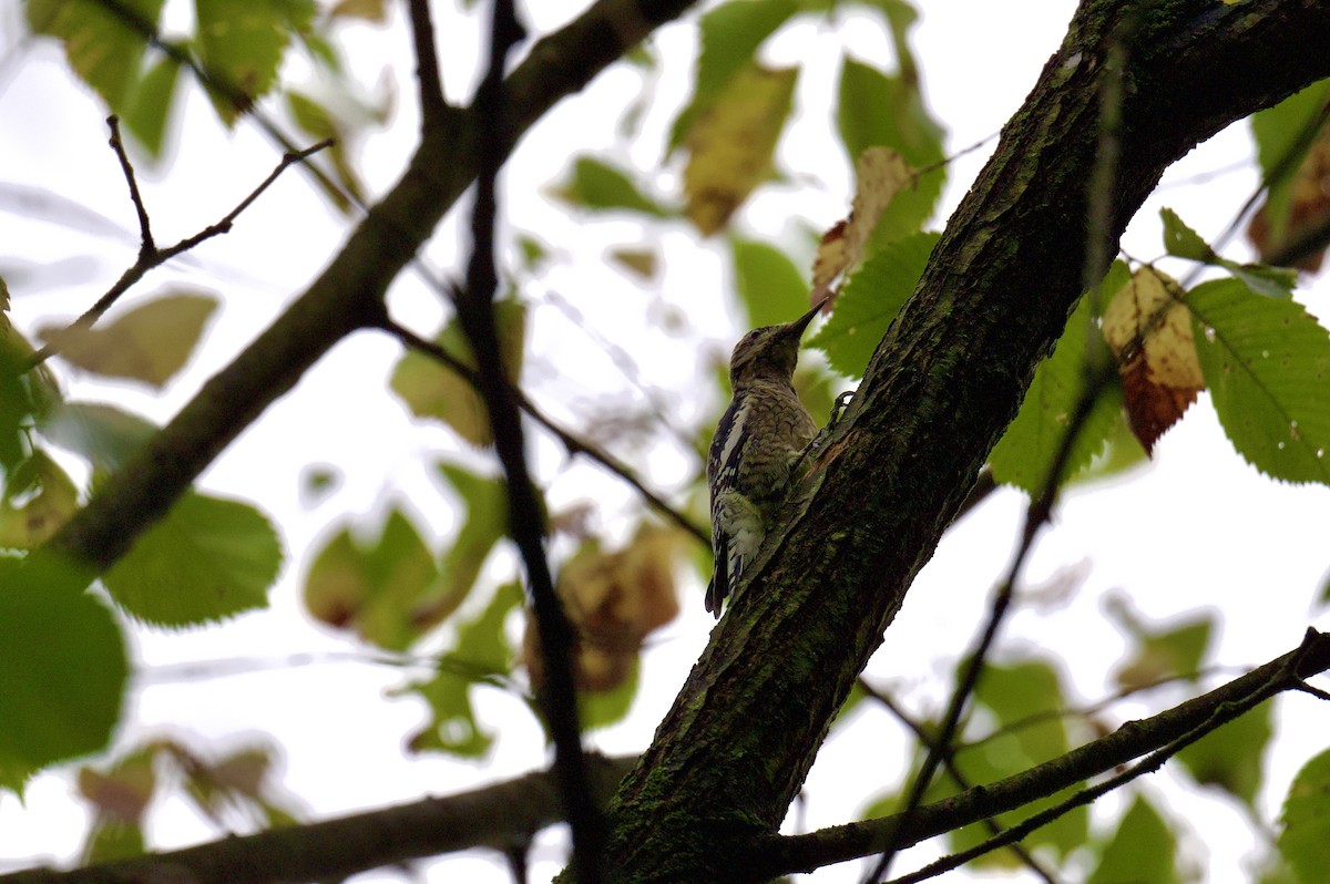 Yellow-bellied Sapsucker - ML624376807