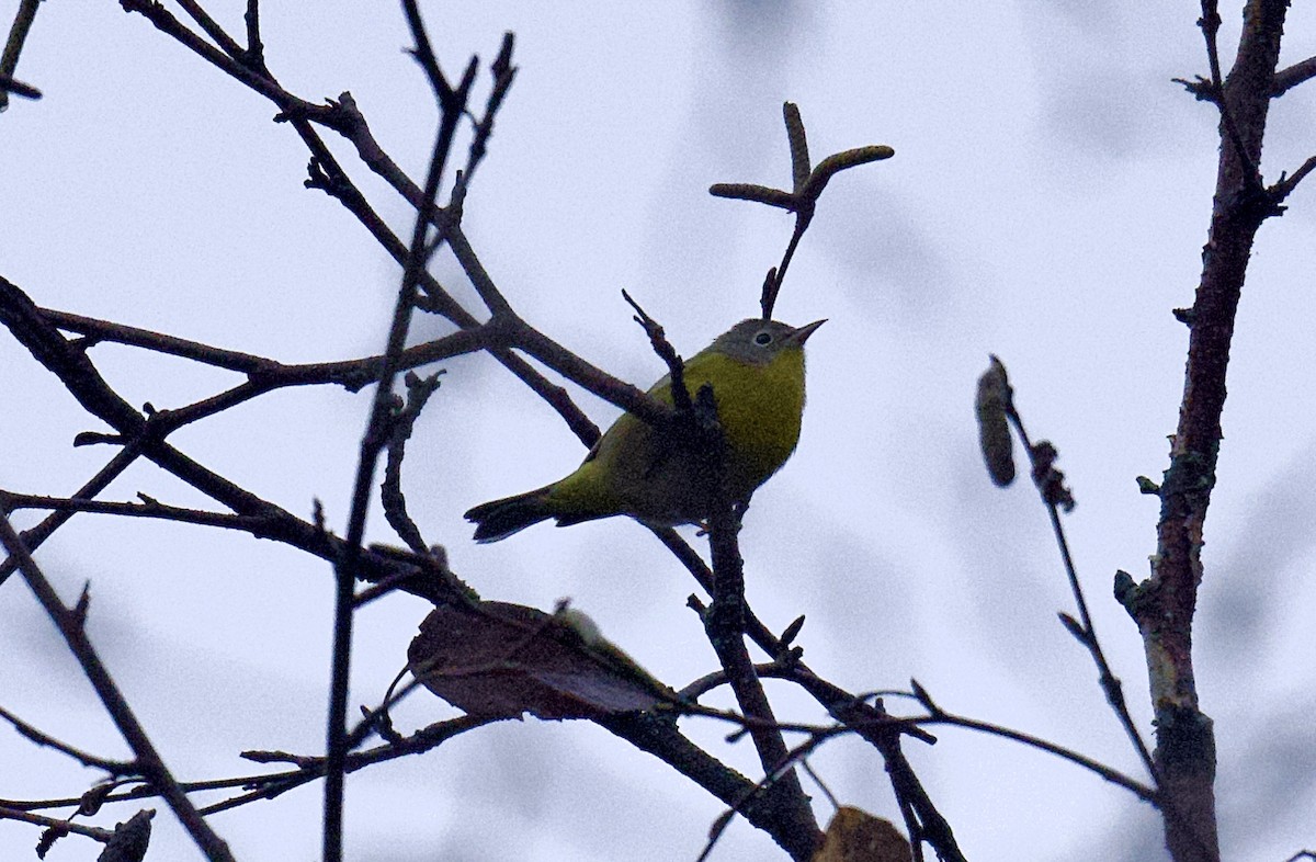 Nashville Warbler - ML624376829