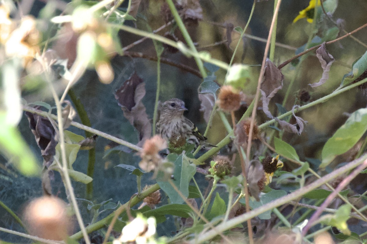 Pine Siskin - ML624376835