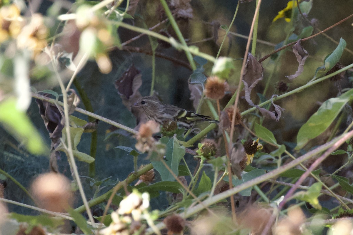 Pine Siskin - ML624376836