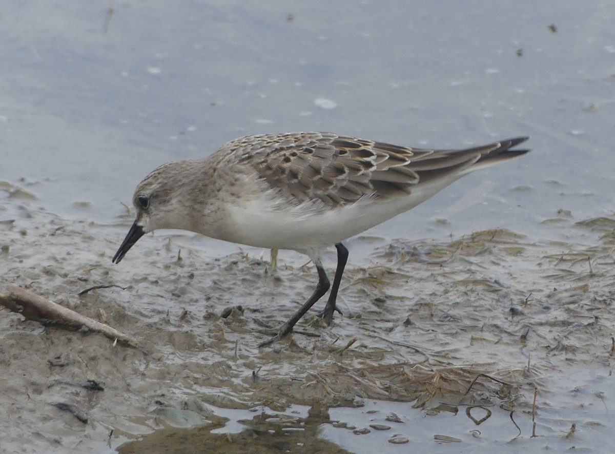 Red-necked Stint - ML624376941