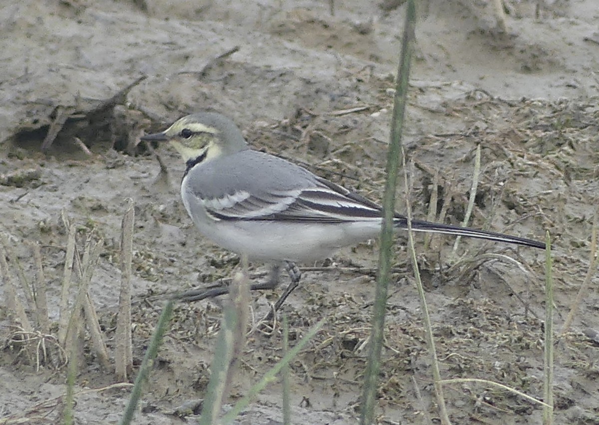 White Wagtail - ML624376956