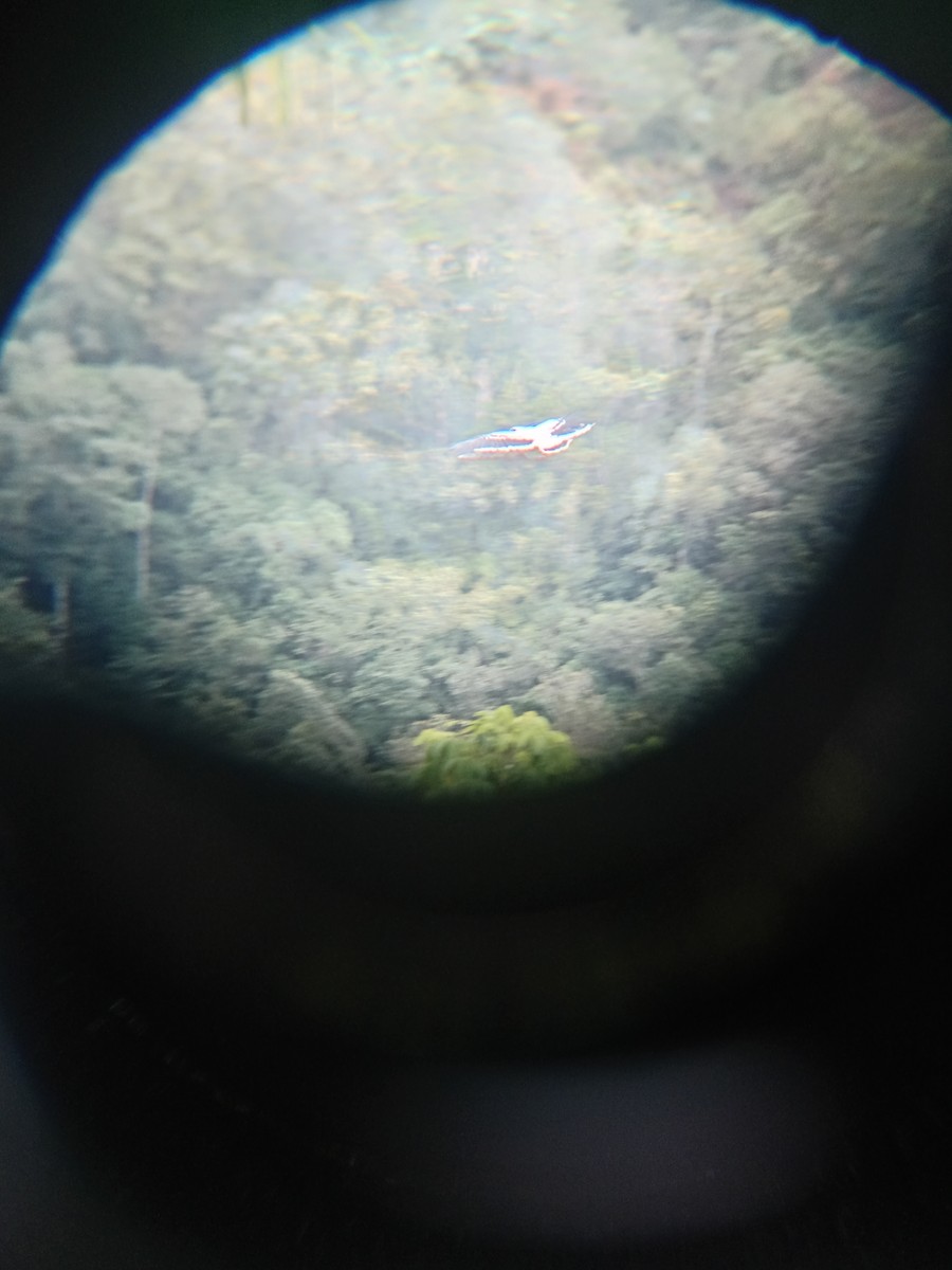 White Hawk - Byron Araya