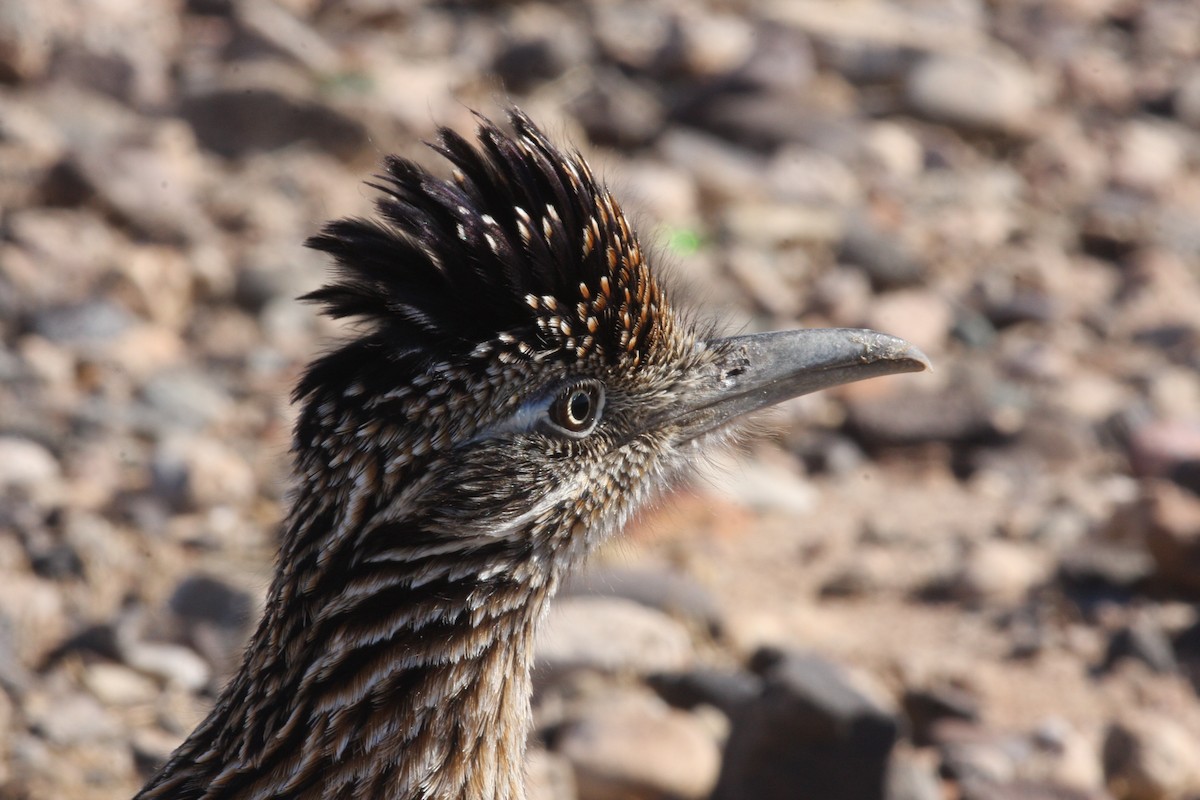 Greater Roadrunner - Lauren Harter