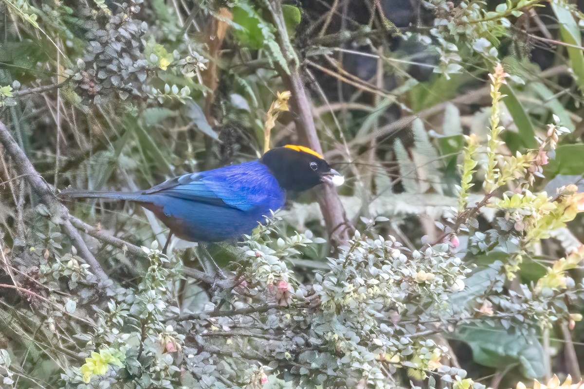 Golden-crowned Tanager - ML624377087