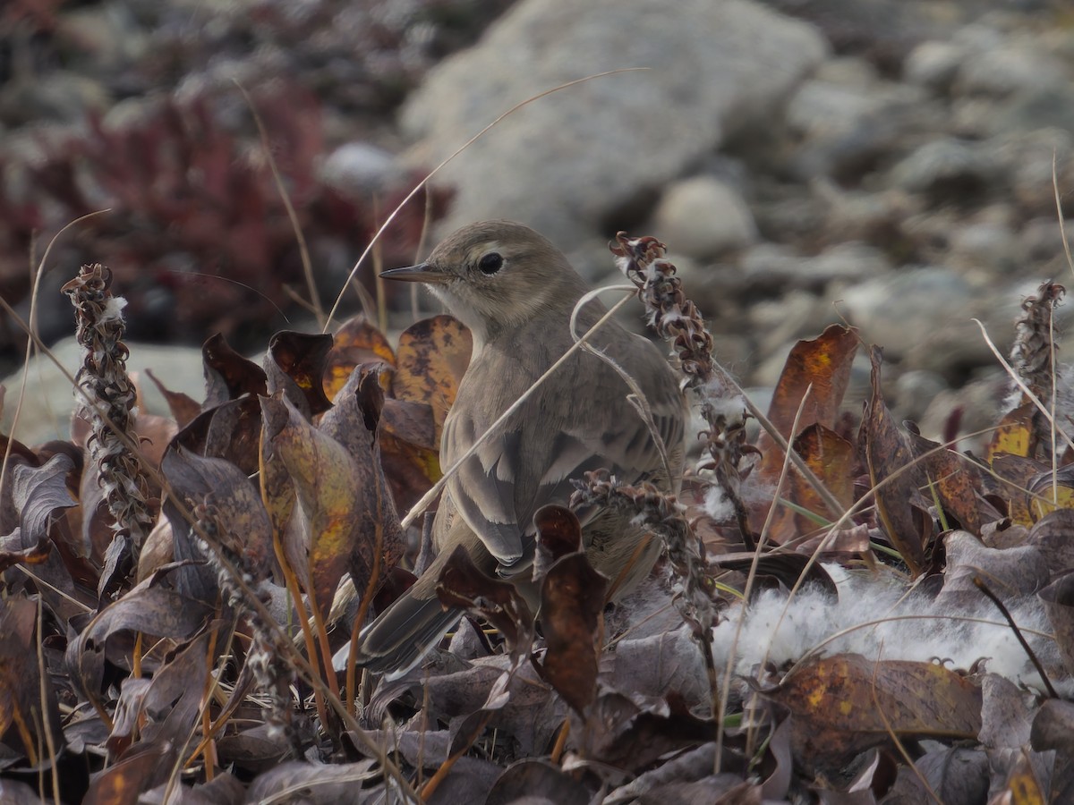 American Pipit - ML624377110