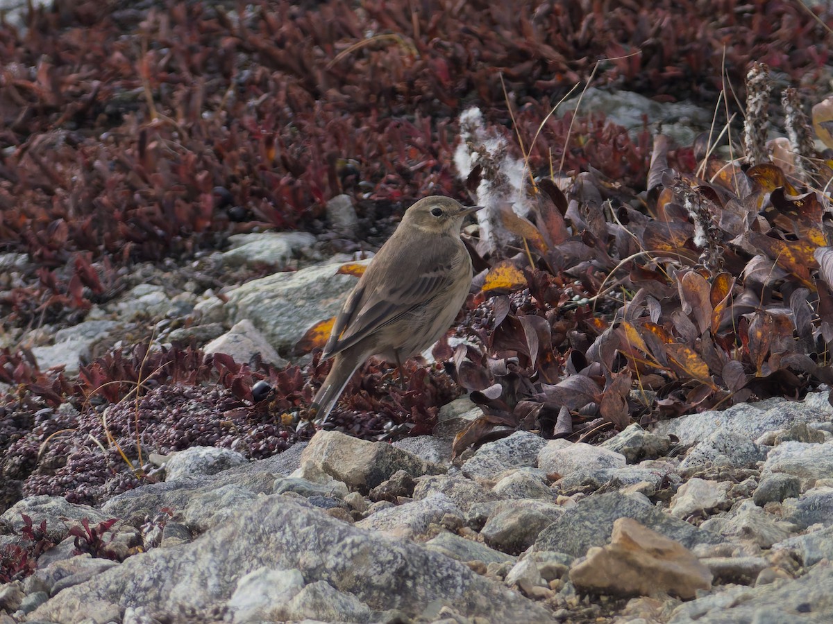 American Pipit - ML624377111