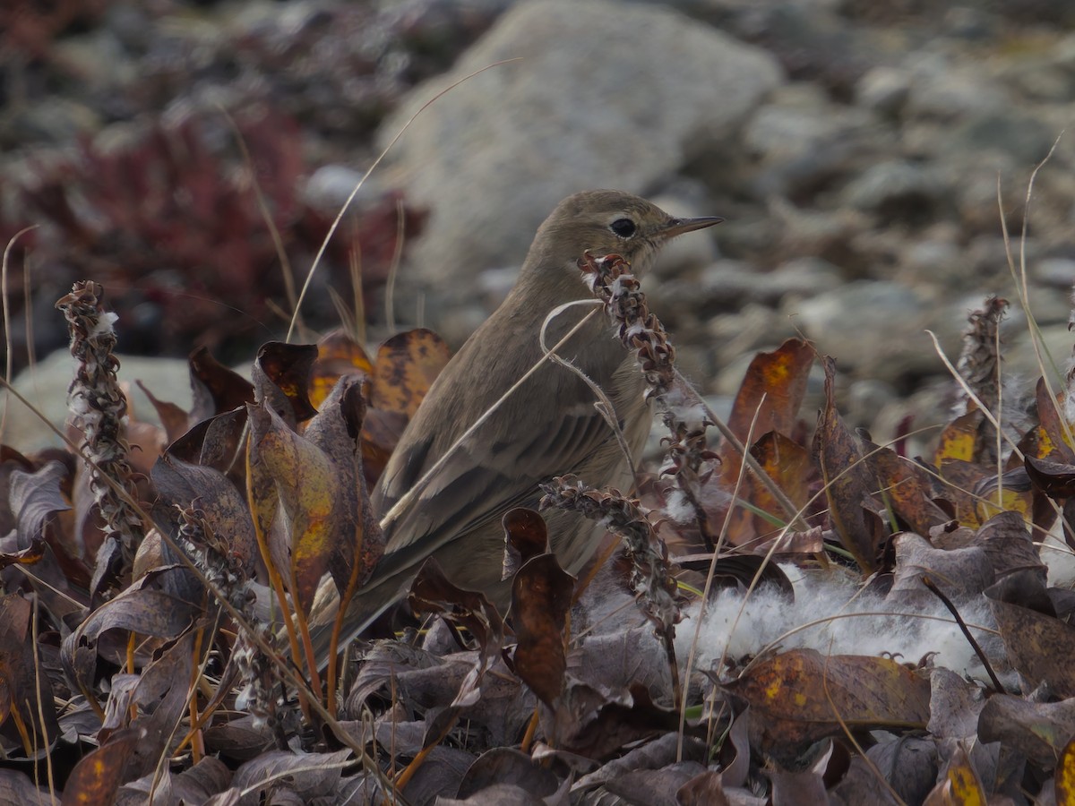 American Pipit - ML624377112