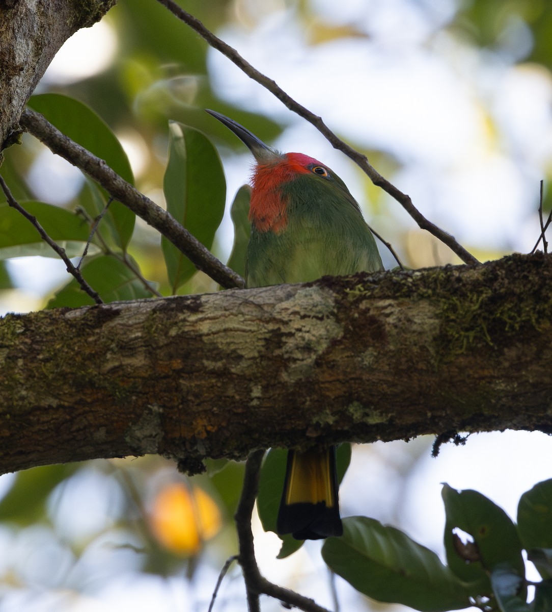 Red-bearded Bee-eater - ML624377206