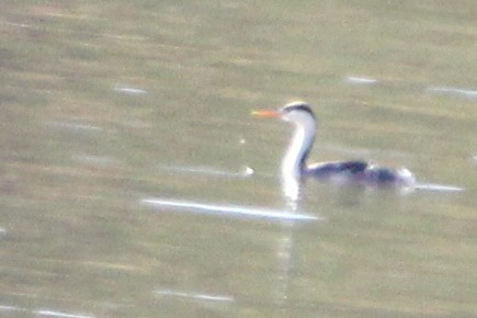 Clark's Grebe - ML624377260