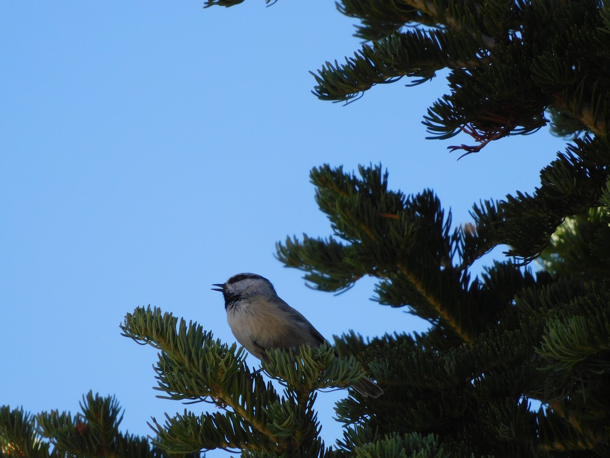 Mountain Chickadee - ML624377324