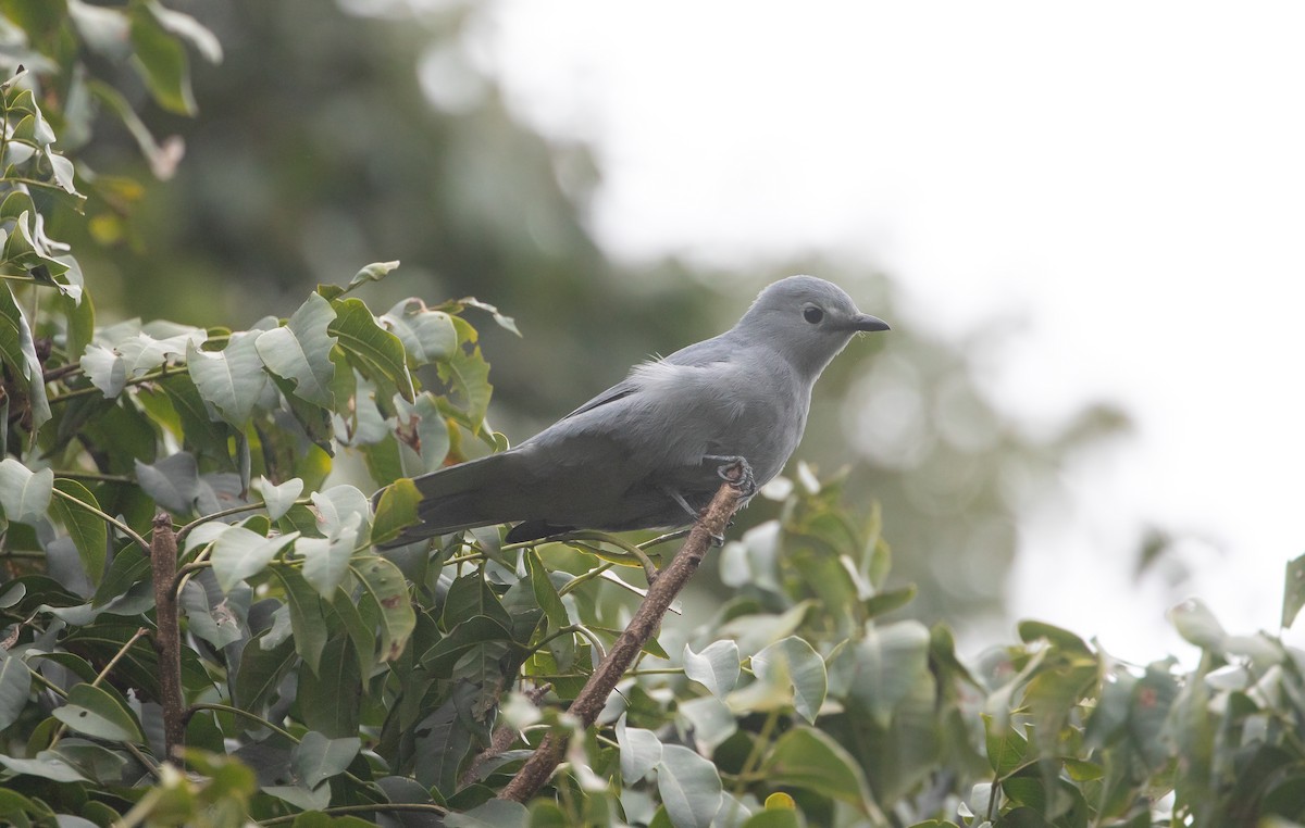 Gray Cuckooshrike - ML624377463