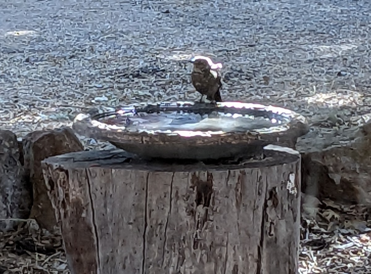 Brewer's Blackbird - ML624377510