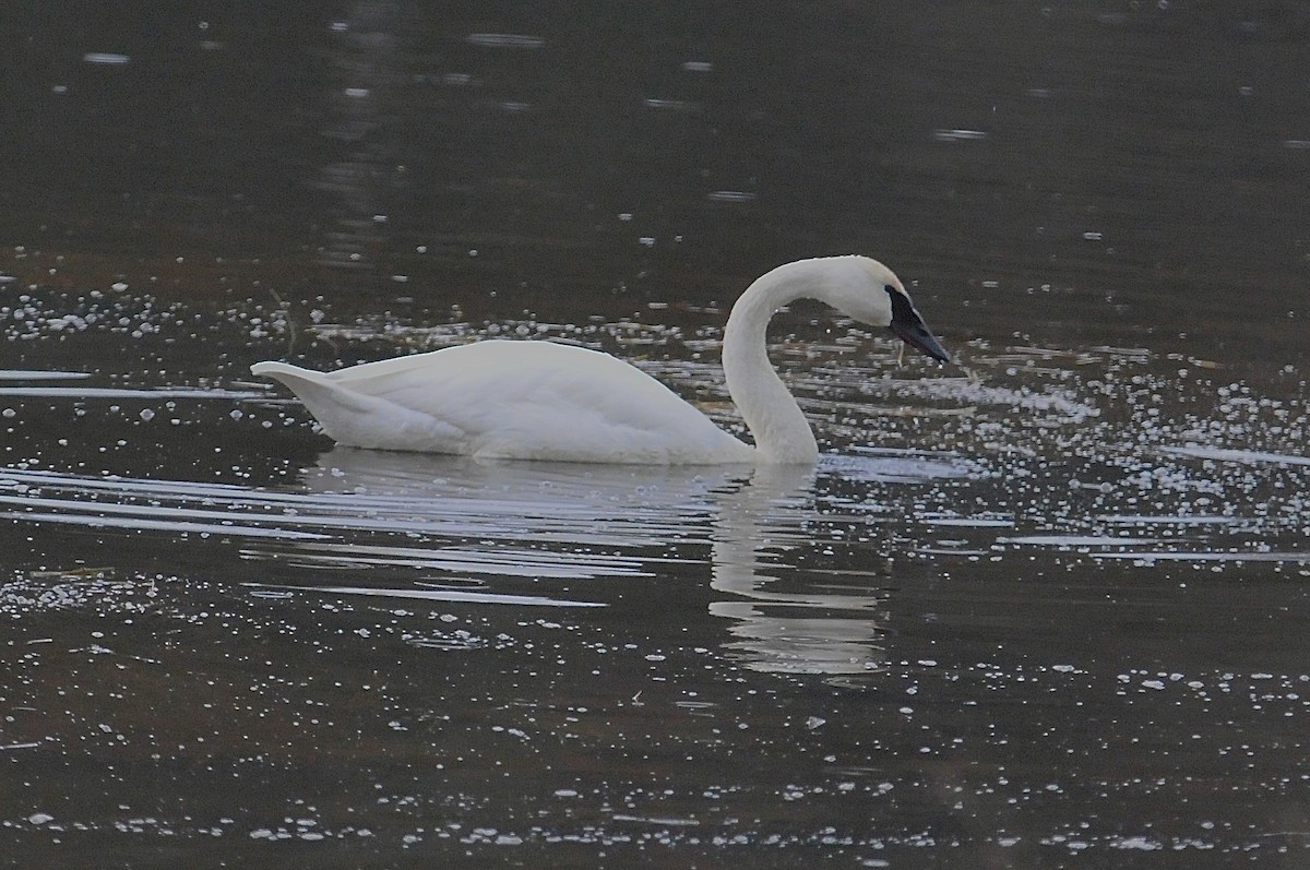 Cygne trompette - ML624377711