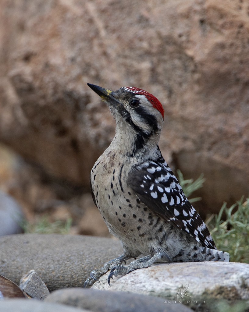 Ladder-backed Woodpecker - ML624377948