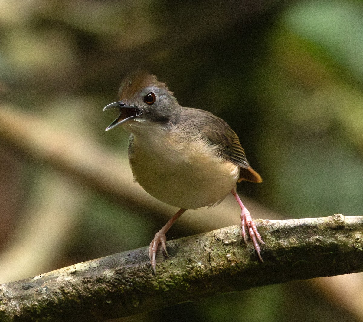 Short-tailed Babbler (Leaflitter) - ML624377973