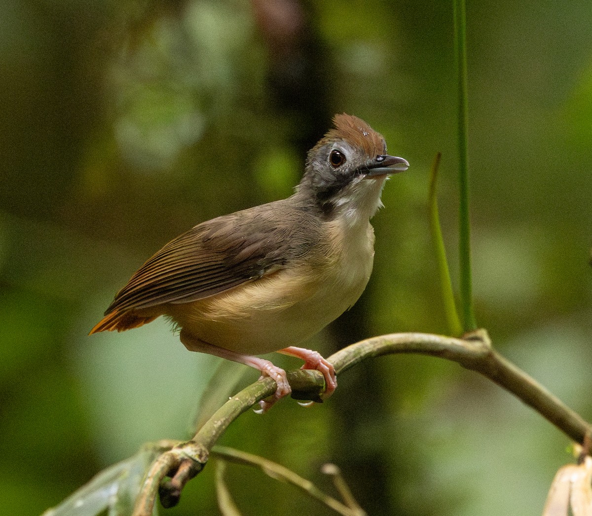 Short-tailed Babbler (Leaflitter) - ML624377980