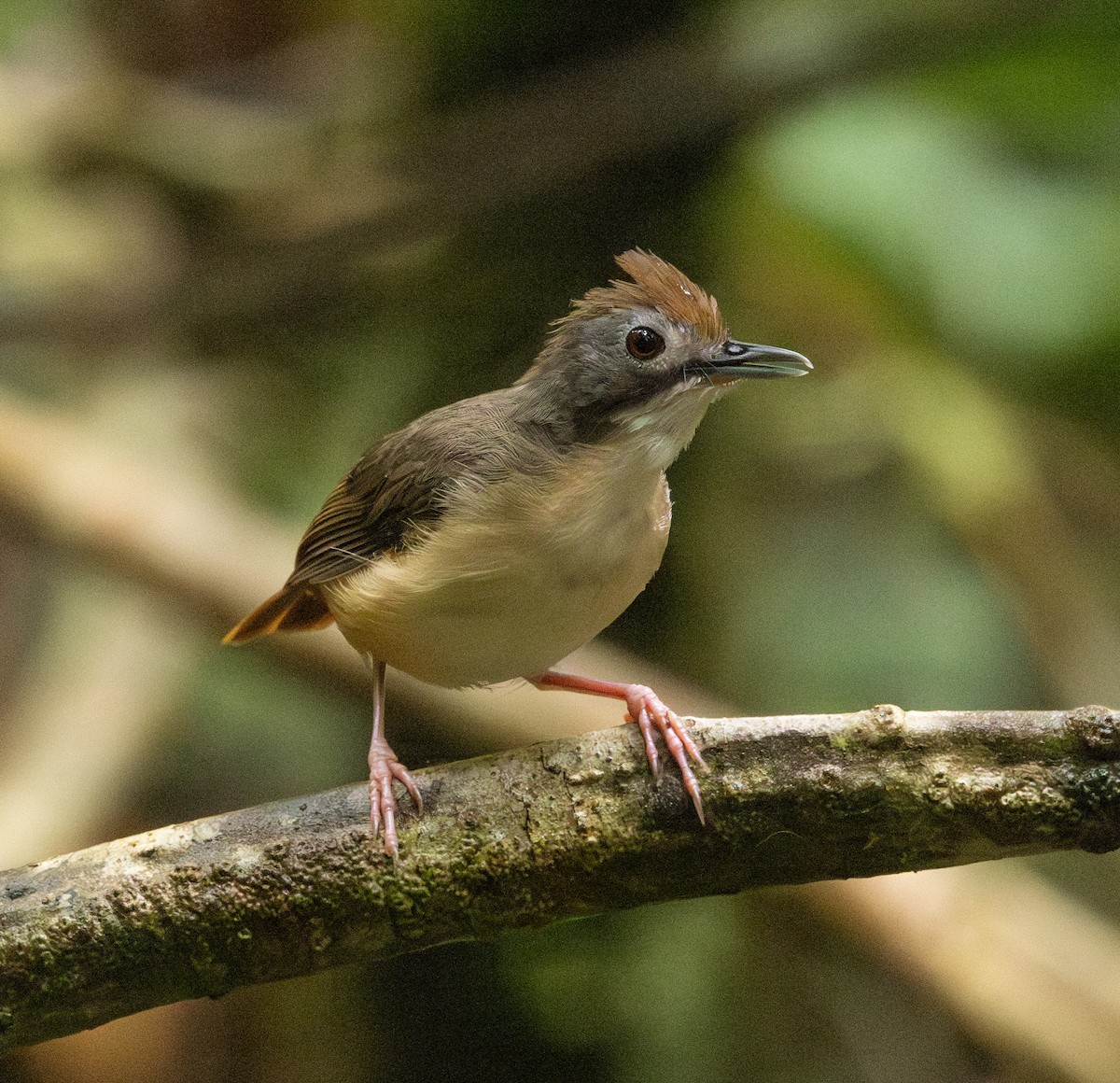 Short-tailed Babbler (Leaflitter) - ML624377988