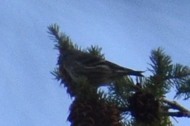 Pine Siskin - ML624378014