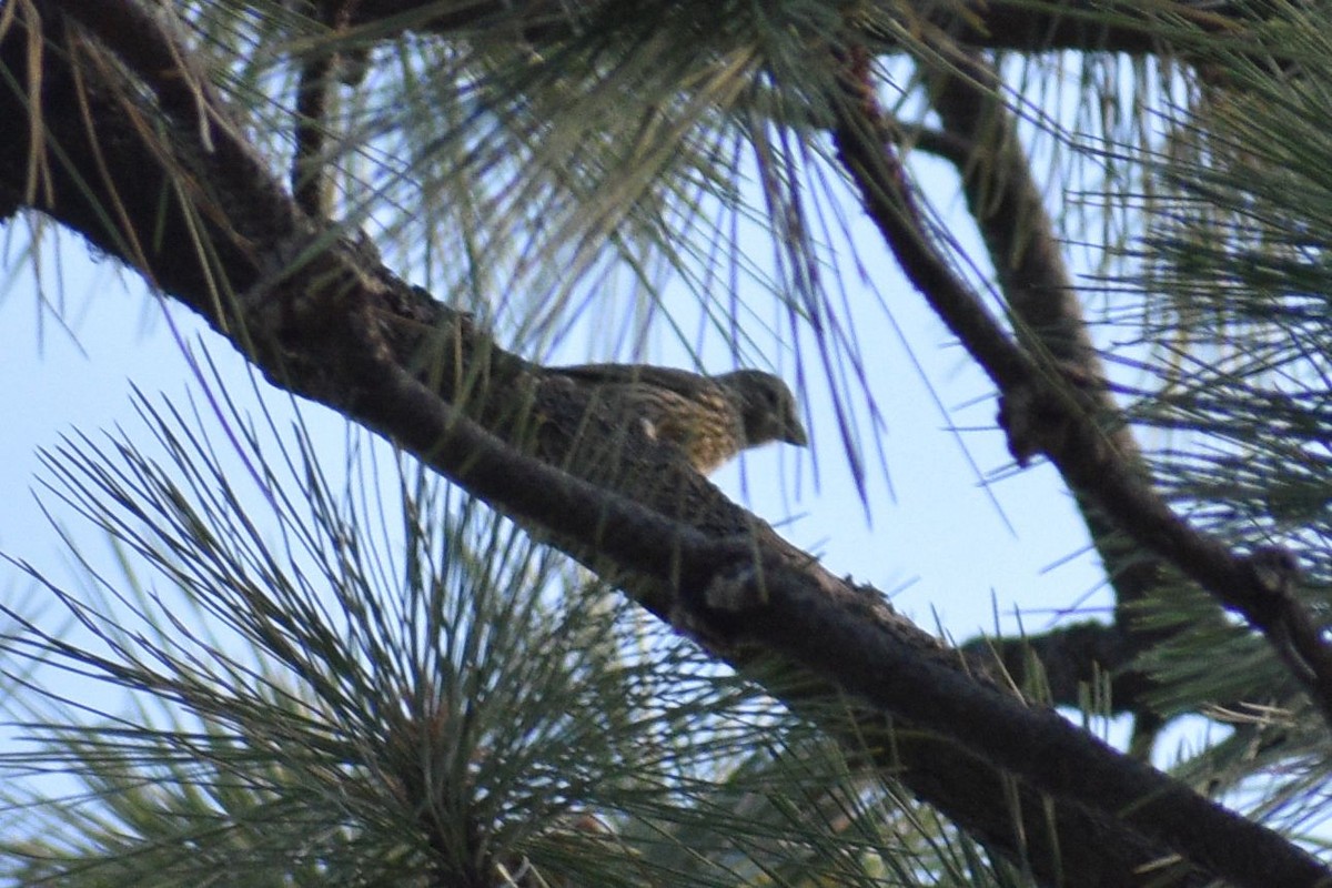 Pine Siskin - ML624378025