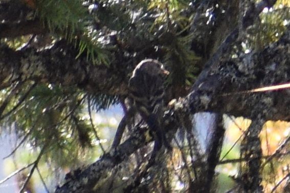 Pine Siskin - ML624378040