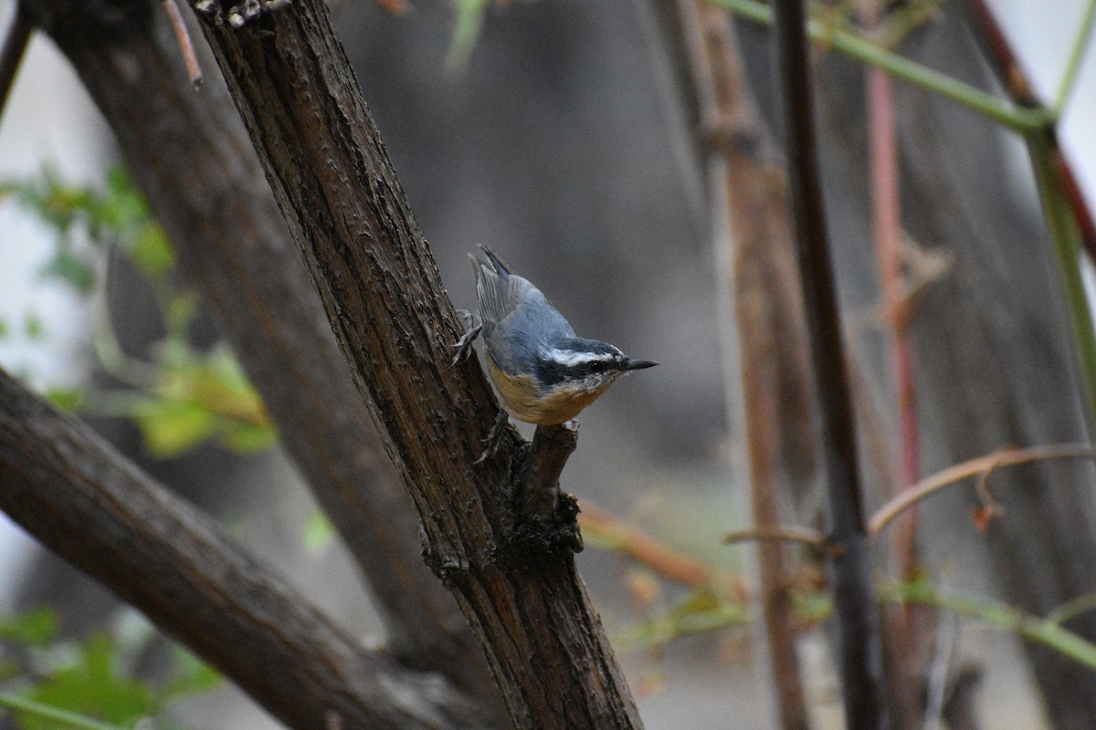 Red-breasted Nuthatch - ML624378049