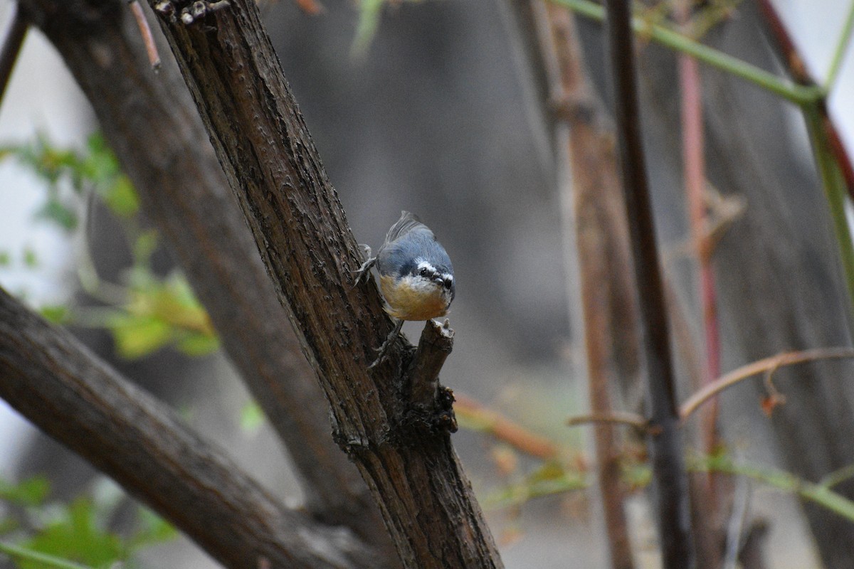 Red-breasted Nuthatch - ML624378053