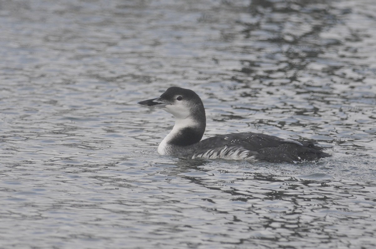 Plongeon huard - ML624378083