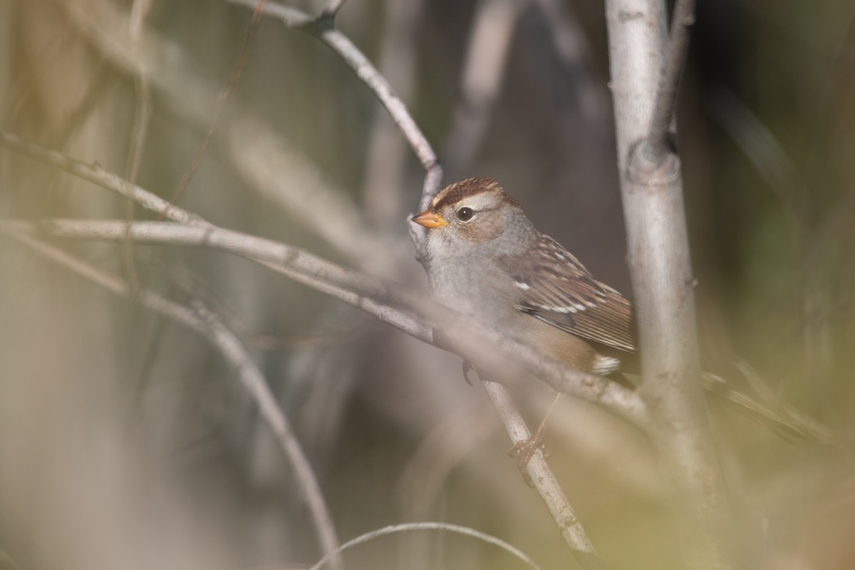 White-crowned Sparrow - ML624378353