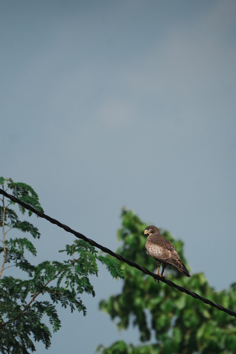 White-eyed Buzzard - ML624378392