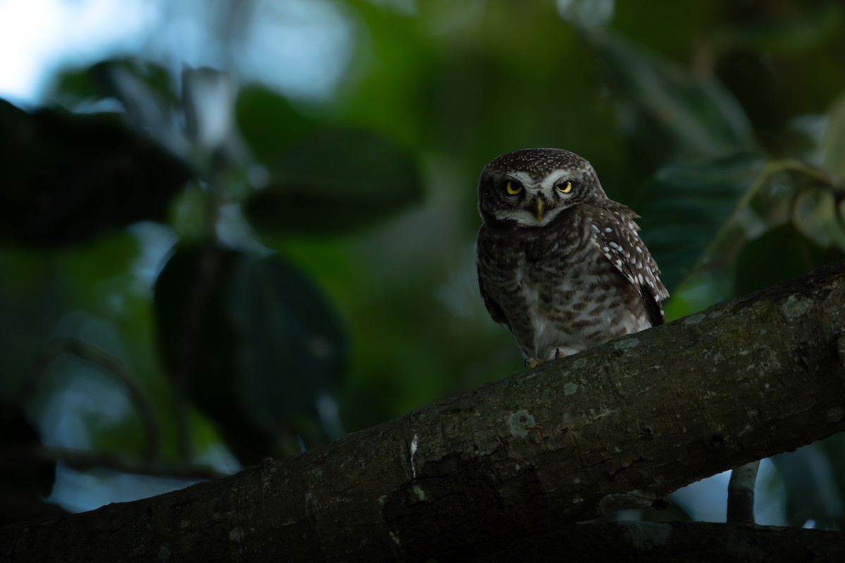 Spotted Owlet - ML624378399