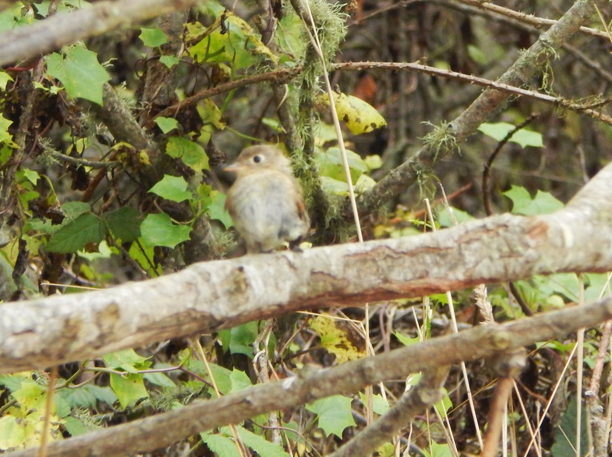 Empidonax sp. - ML624378400