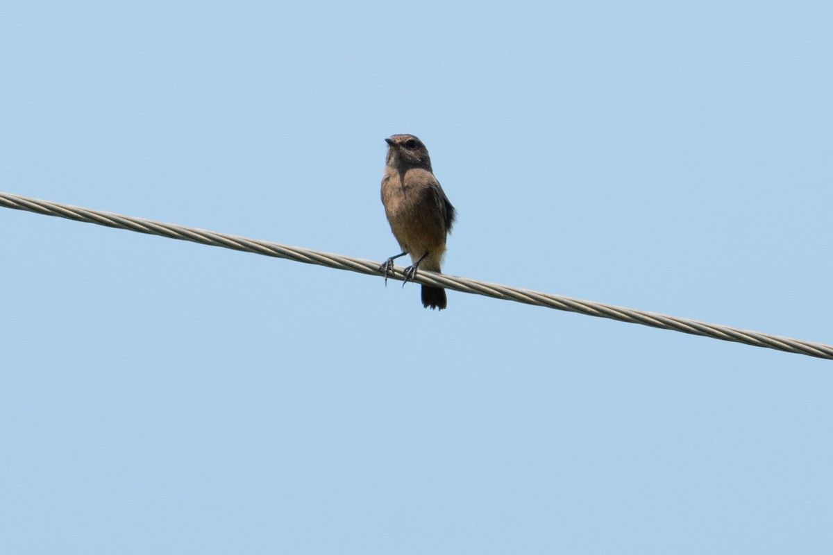 Pied Bushchat - ML624378407