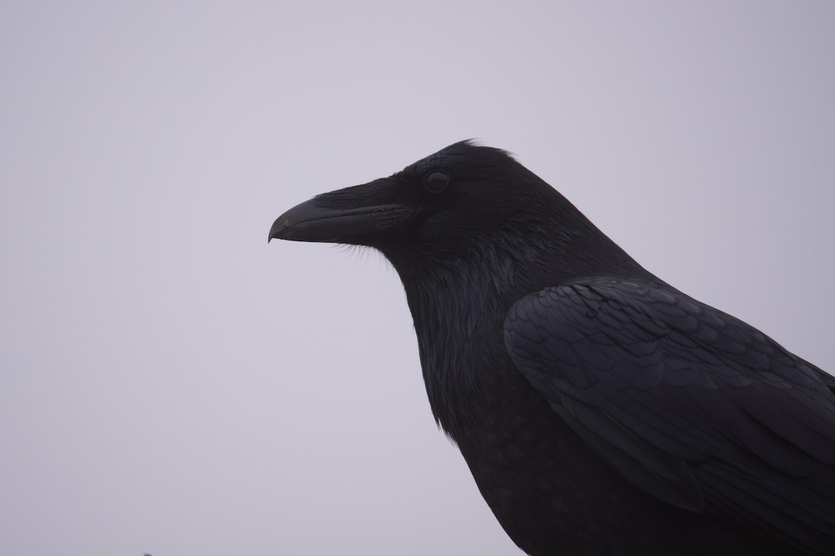 Common Raven - ML624378416