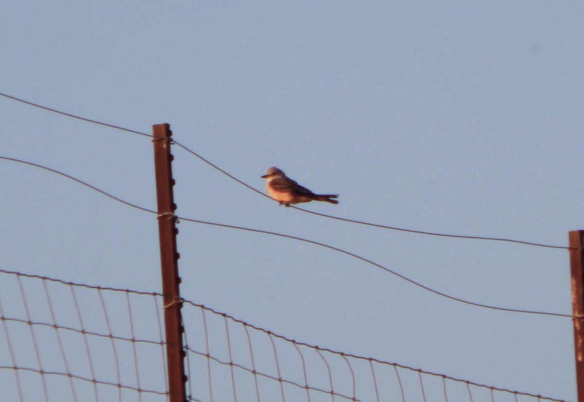 Scissor-tailed Flycatcher - ML624378430