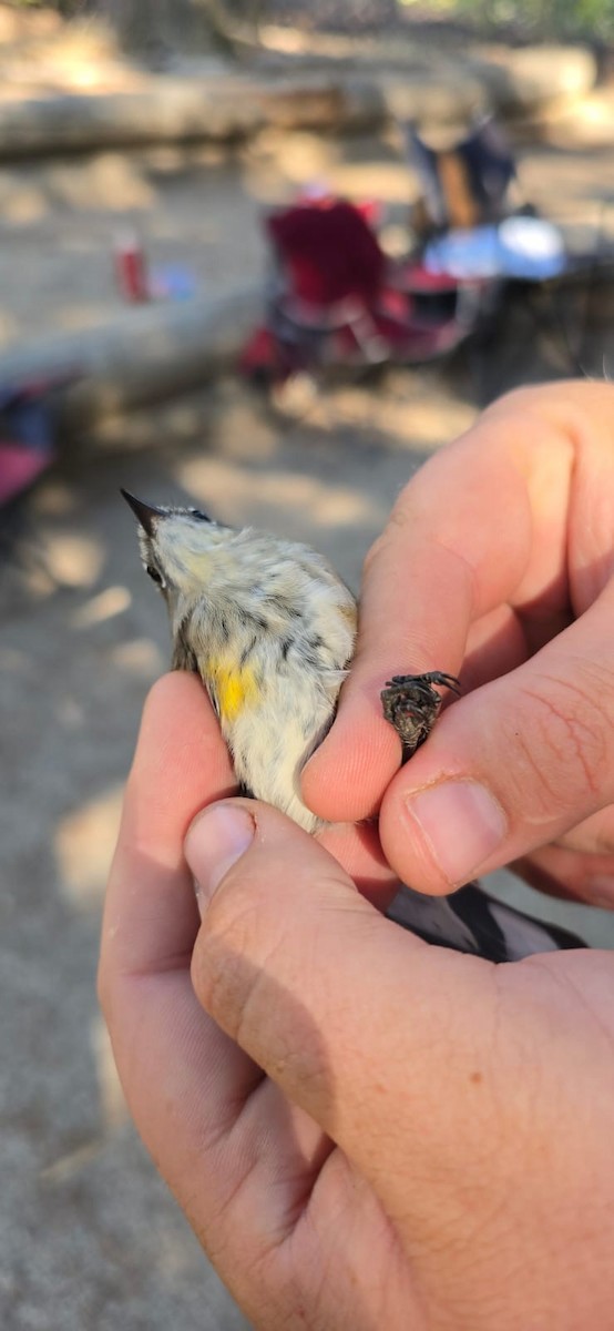 Yellow-rumped Warbler (Myrtle x Audubon's) - ML624378520