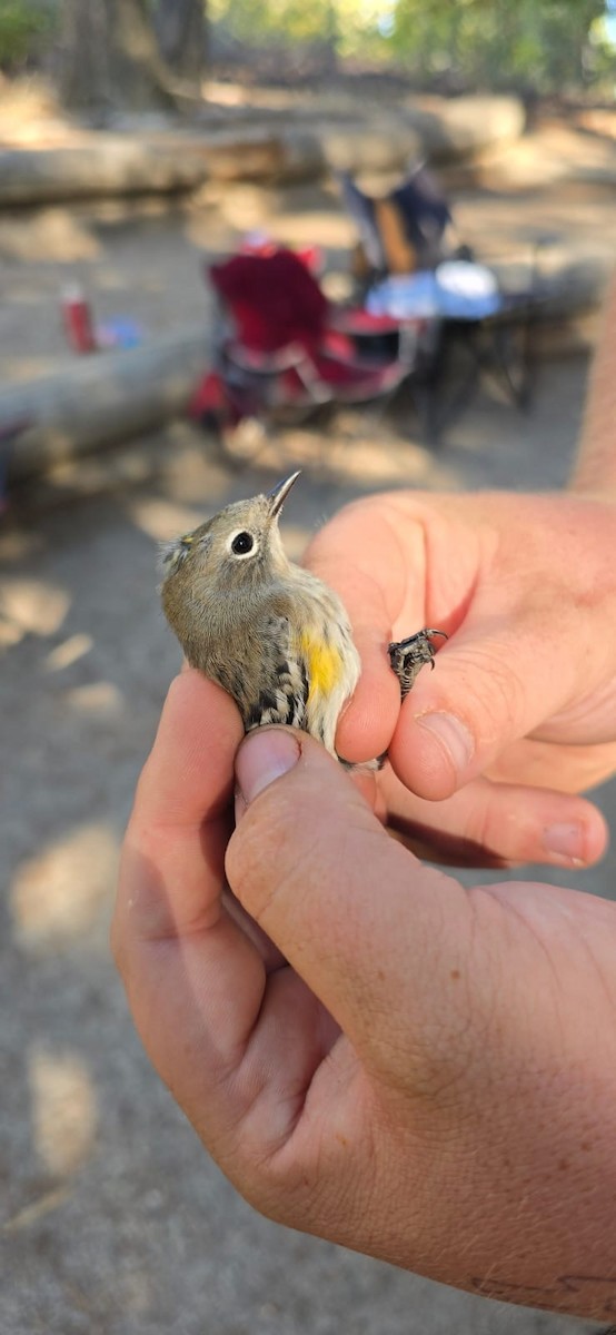 Yellow-rumped Warbler (Myrtle x Audubon's) - ML624378521