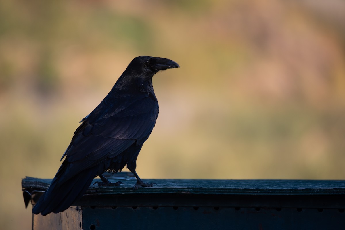 Common Raven - ML624378622