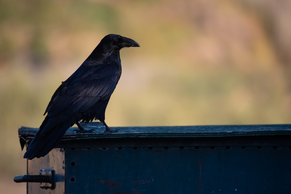 Common Raven - ML624378623