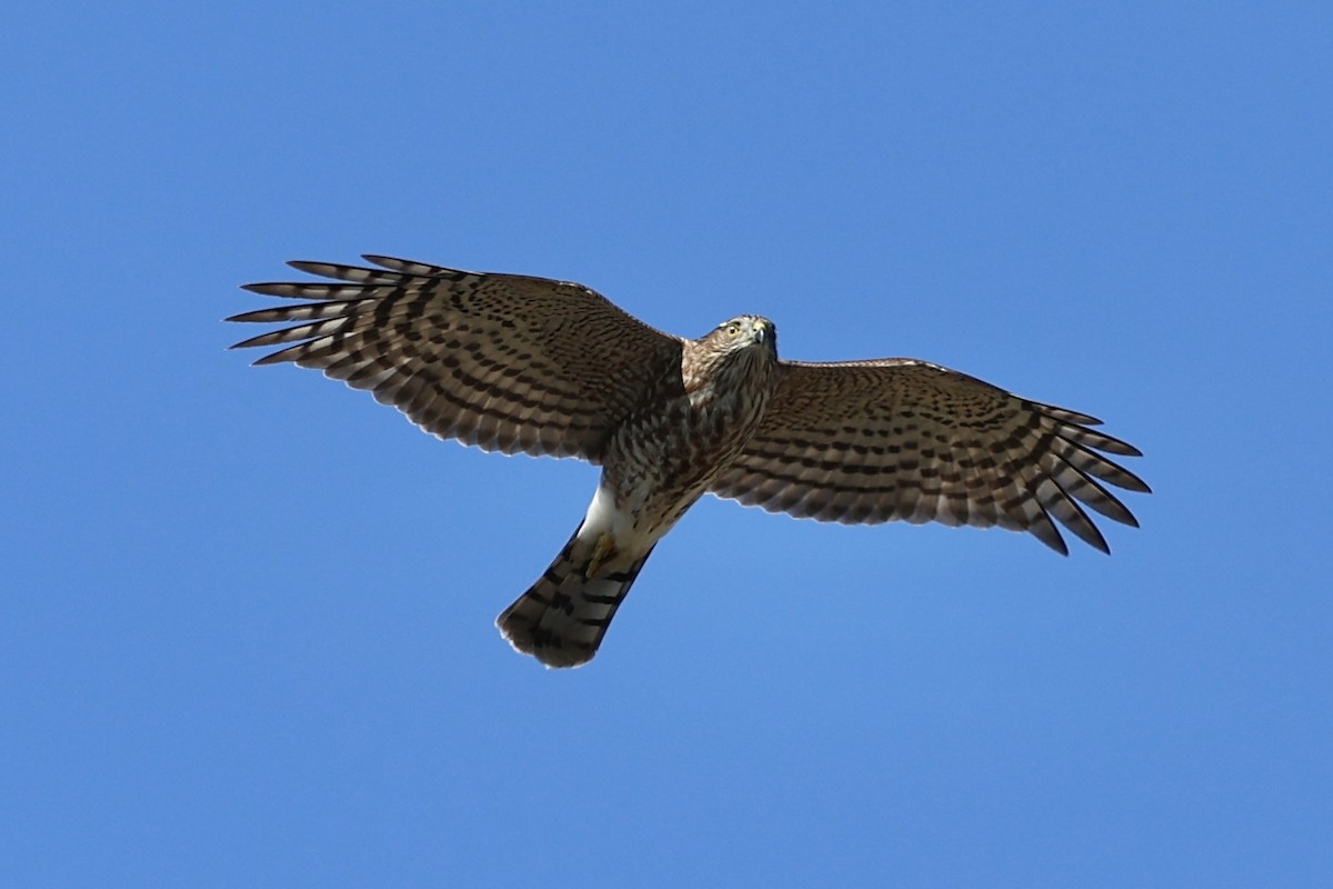 Sharp-shinned Hawk (Northern) - ML624378646