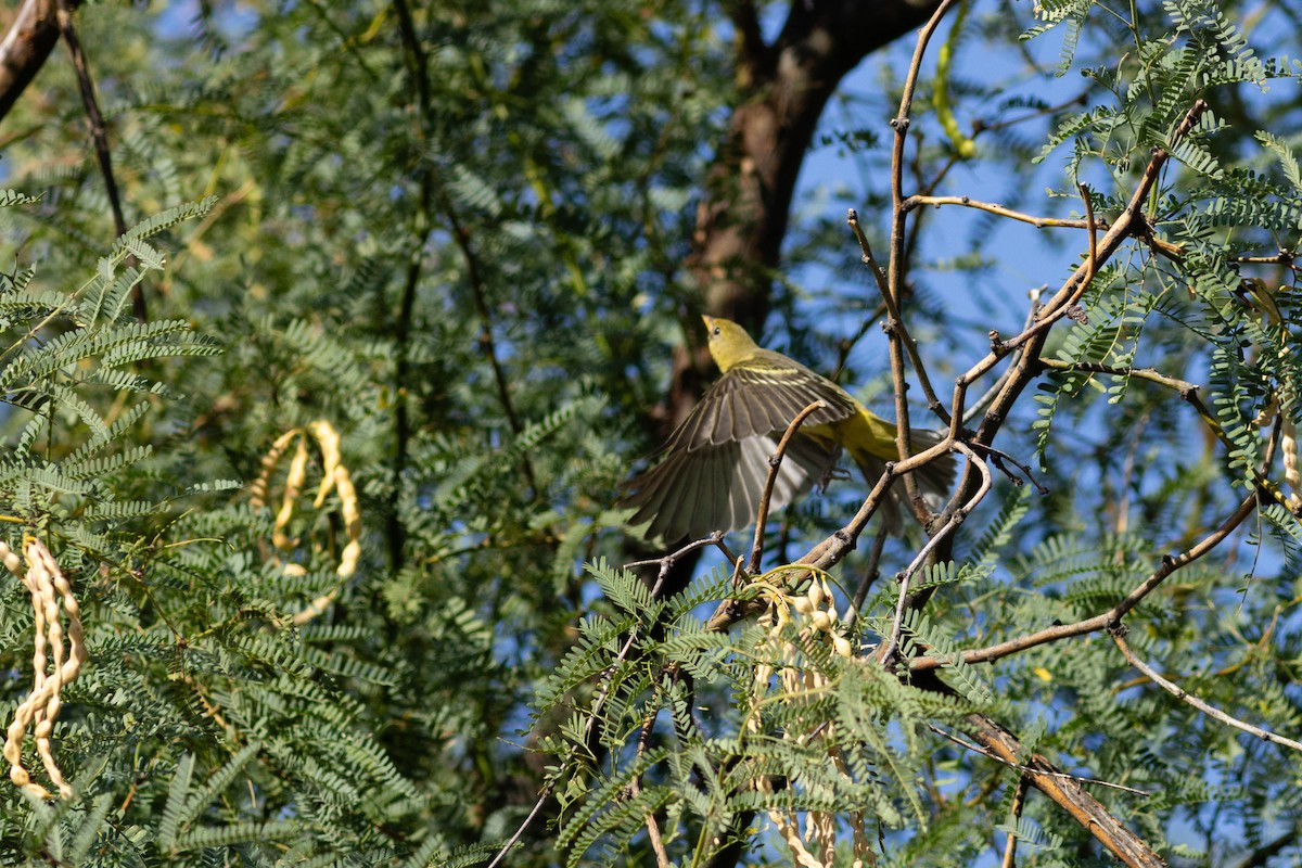 Western Tanager - ML624378937