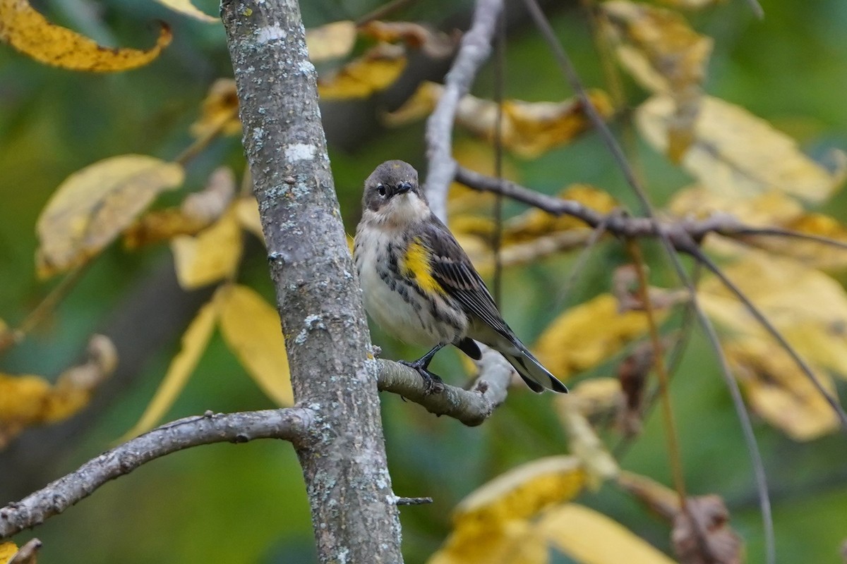 Yellow-rumped Warbler - ML624379116