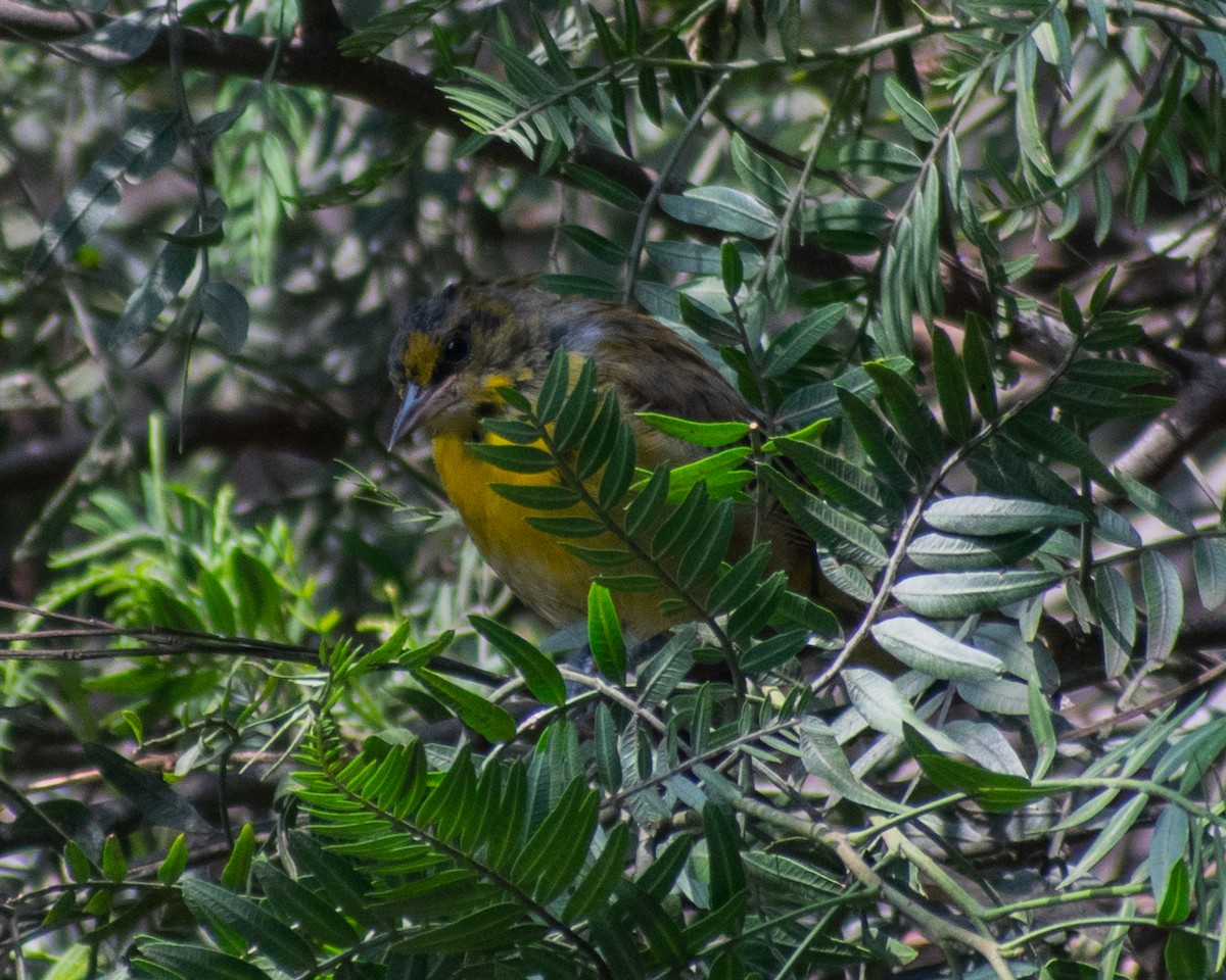 Black-backed Oriole - ML624379141